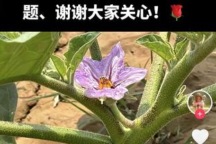 曼城vs热刺评分：阿尔瓦雷斯7.9分最高，孙兴慜7.5